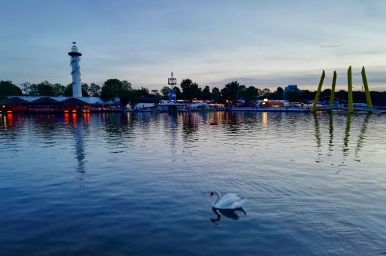 Swan on Old Danube